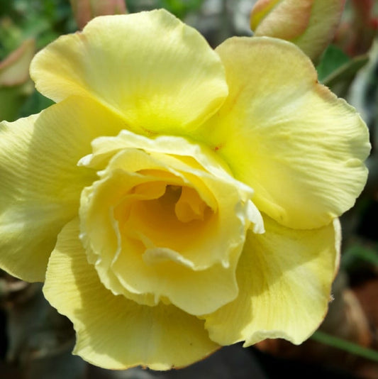 Grafted Adenium Code : 9