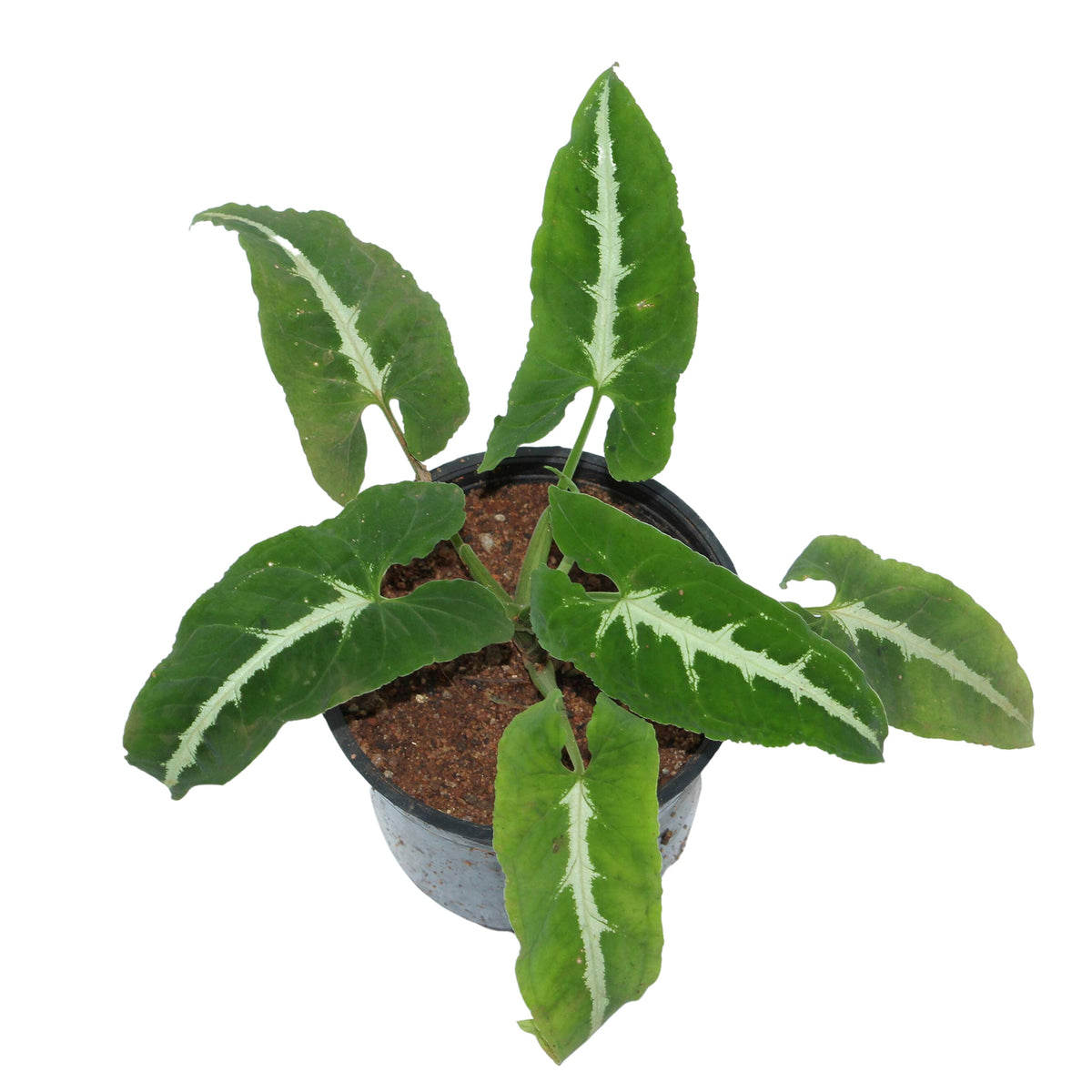 Singonis All indoor plants (Syngonium) – Indian Gardens