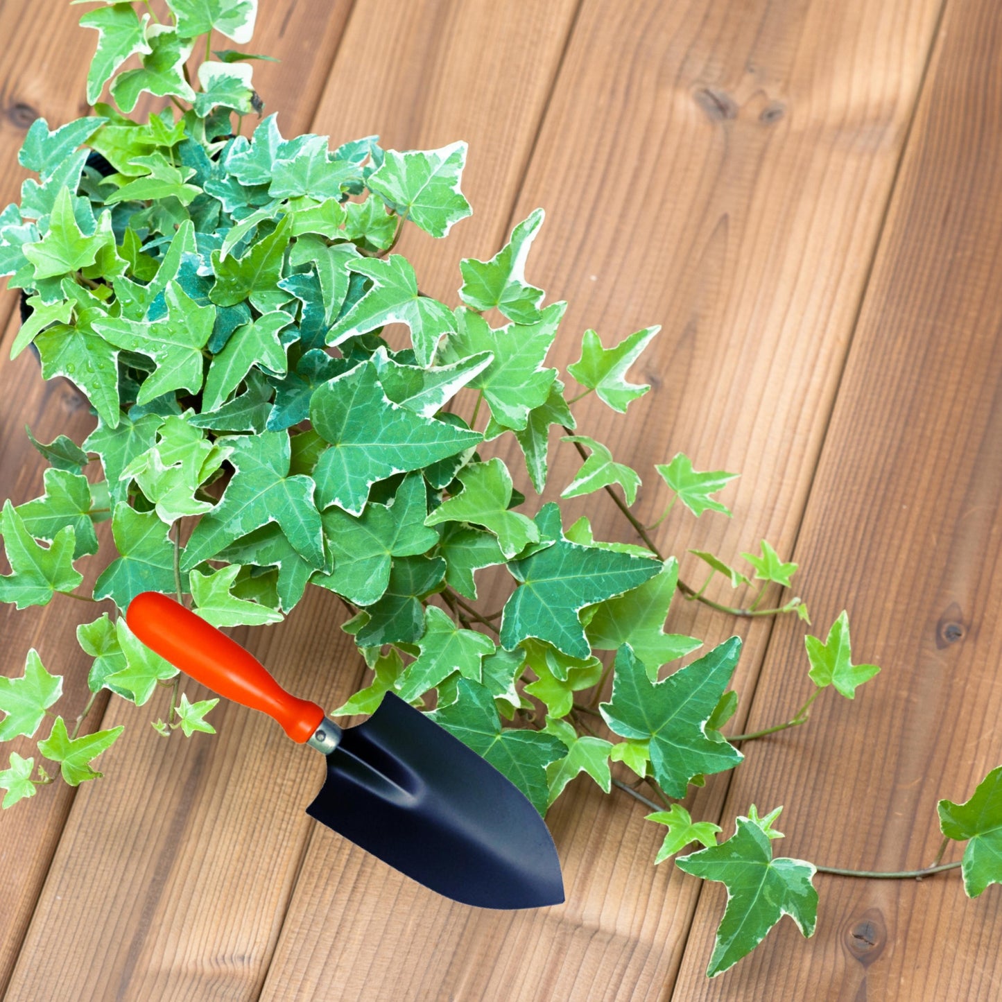 Hand Trowel for Digging and Gardening - Big Size