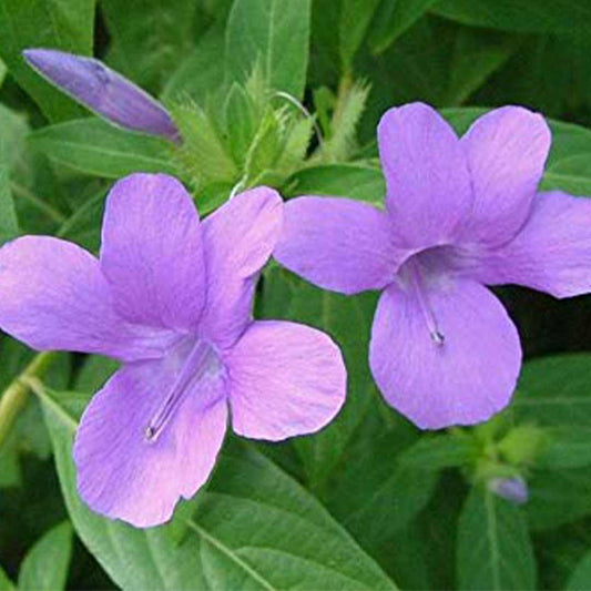 Barleria