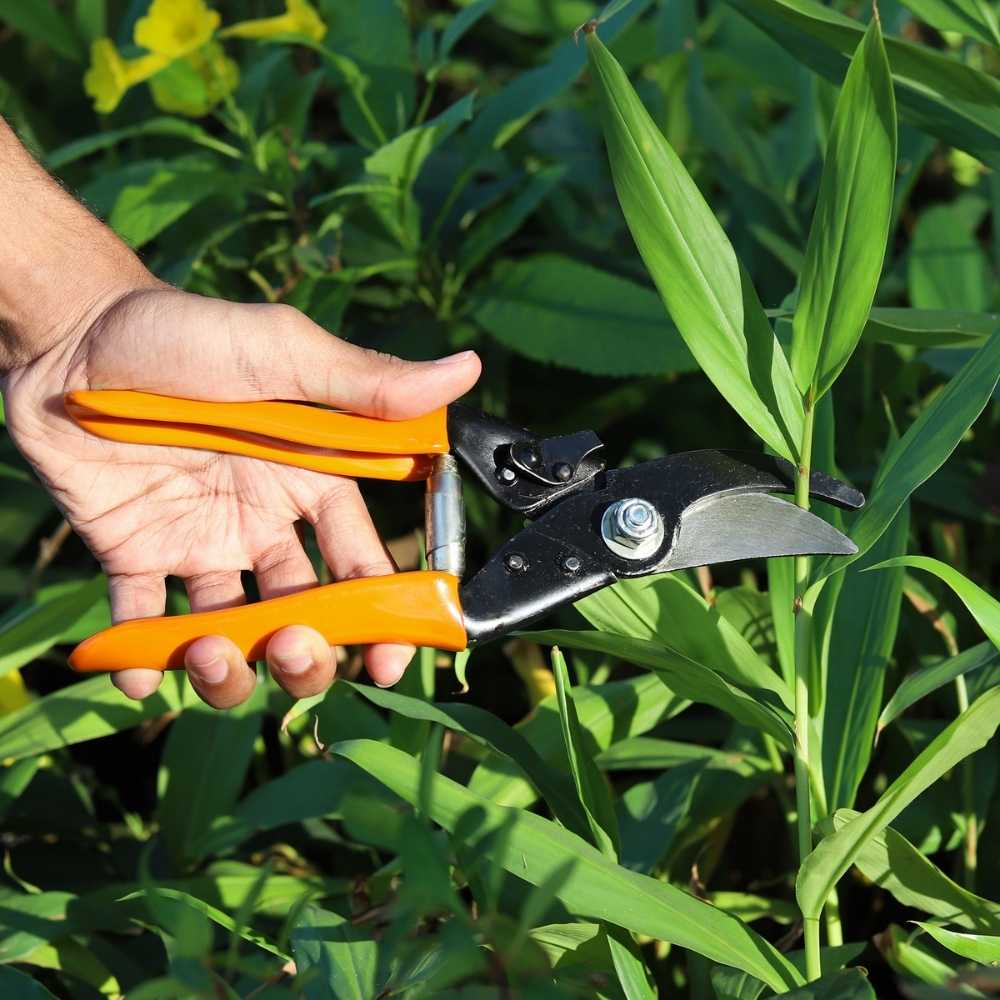 Major Cut Pruner for Gardening