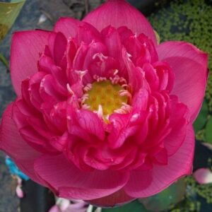 Lady Binglie Lotus ( code 39 )