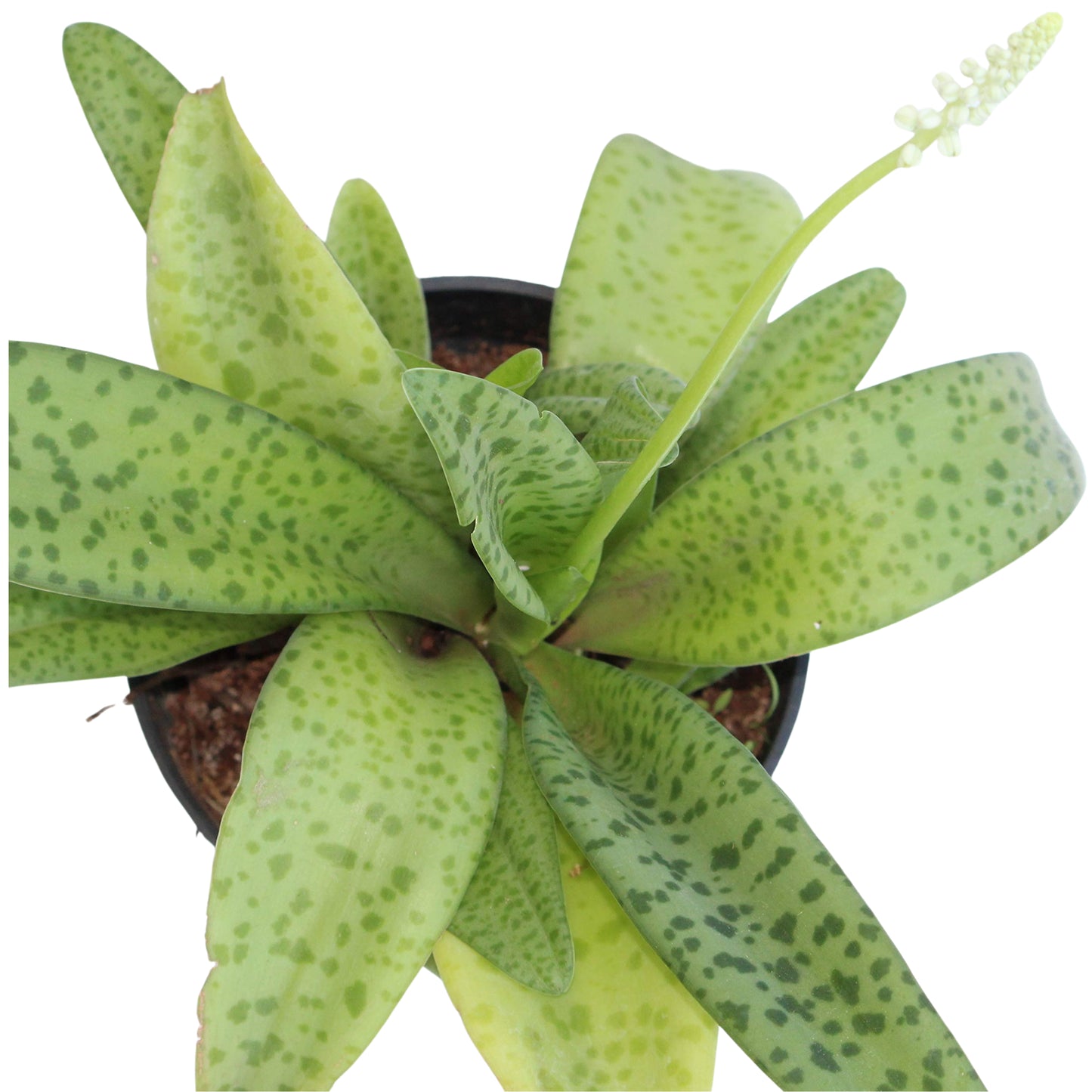 All indoor plants (Drimiopsis)