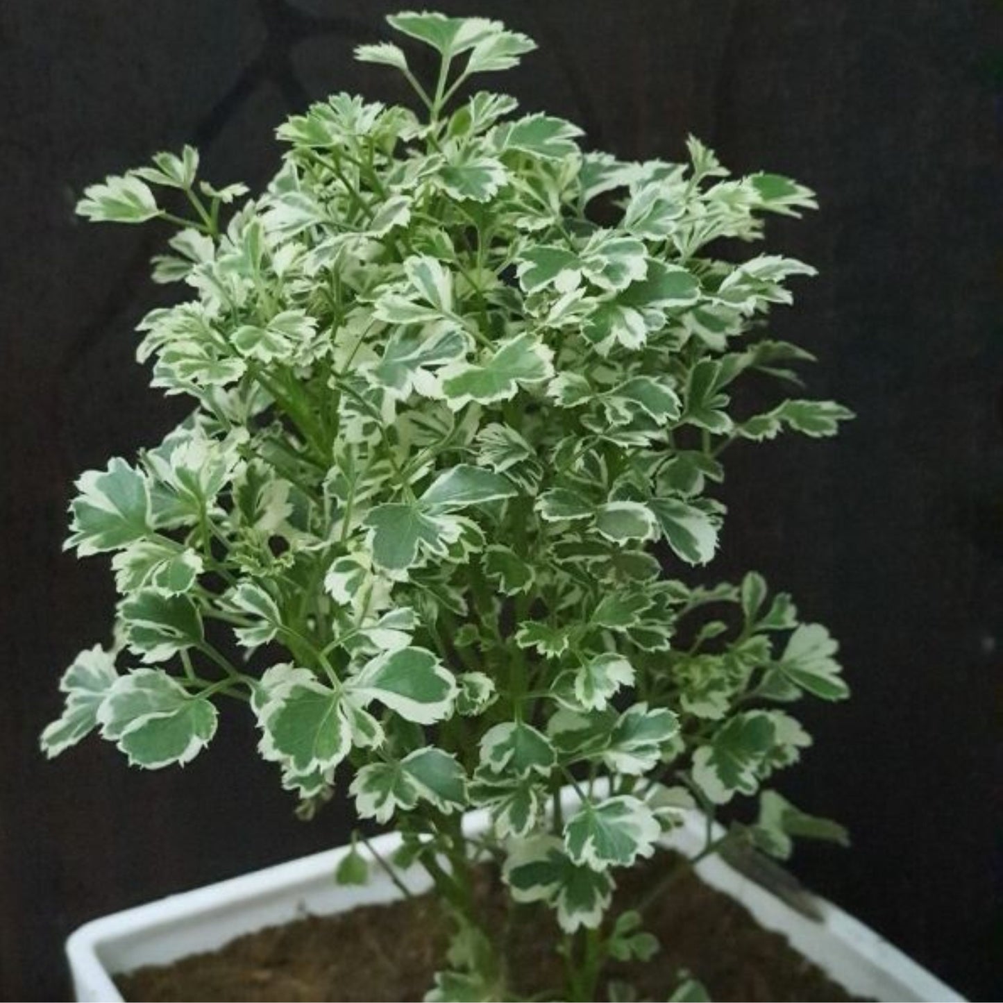 All indoor plants (Aralia Variegated)