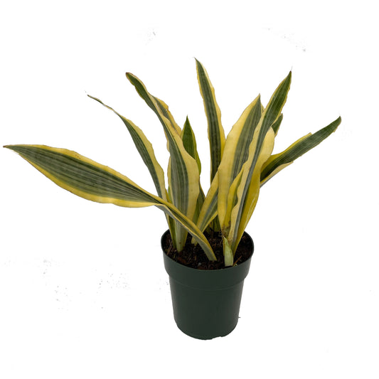 All indoor plants (Sansevieria Yellow)