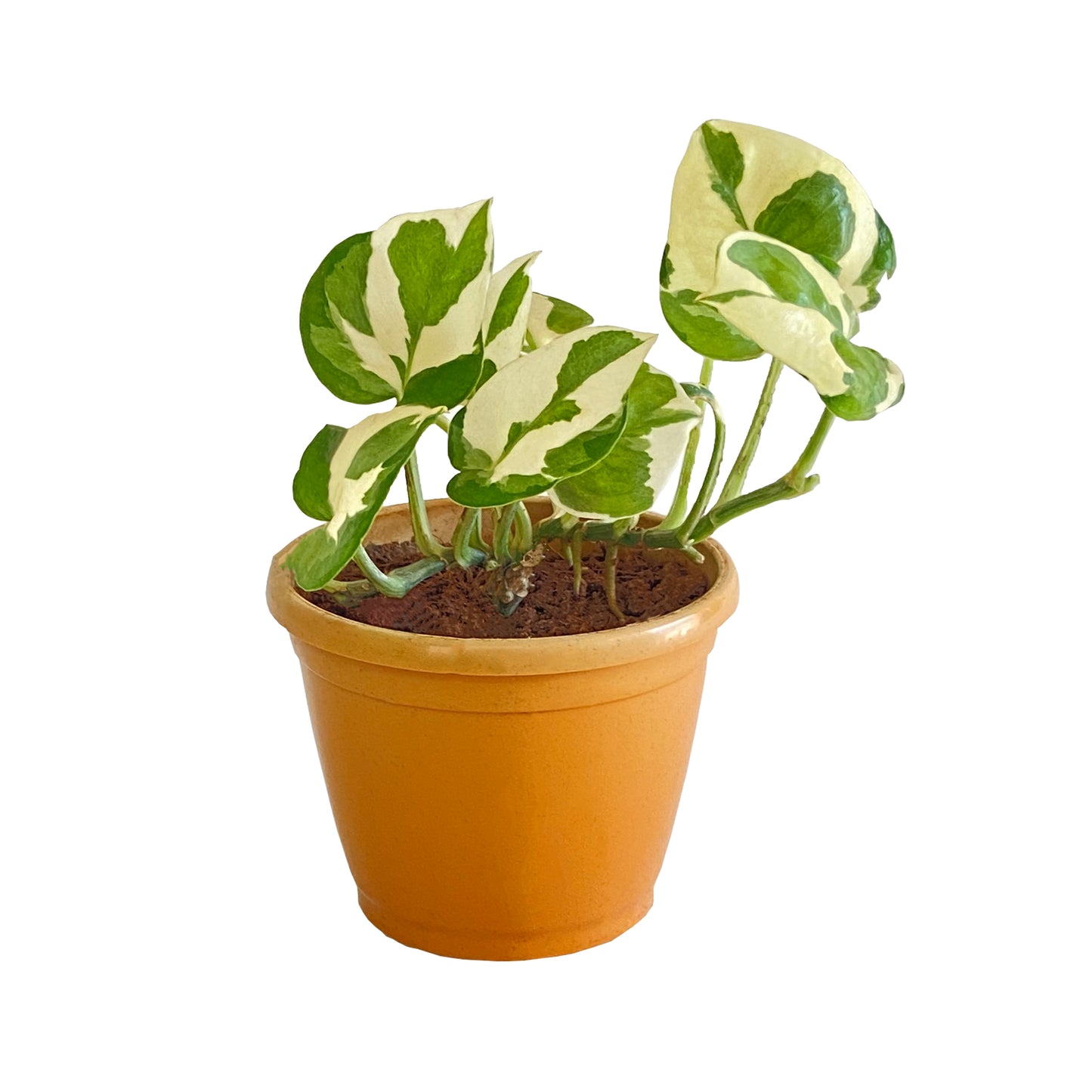 All indoor plants ( Money Live Plant)