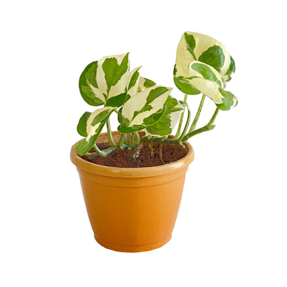 All indoor plants ( Money Live Plant)