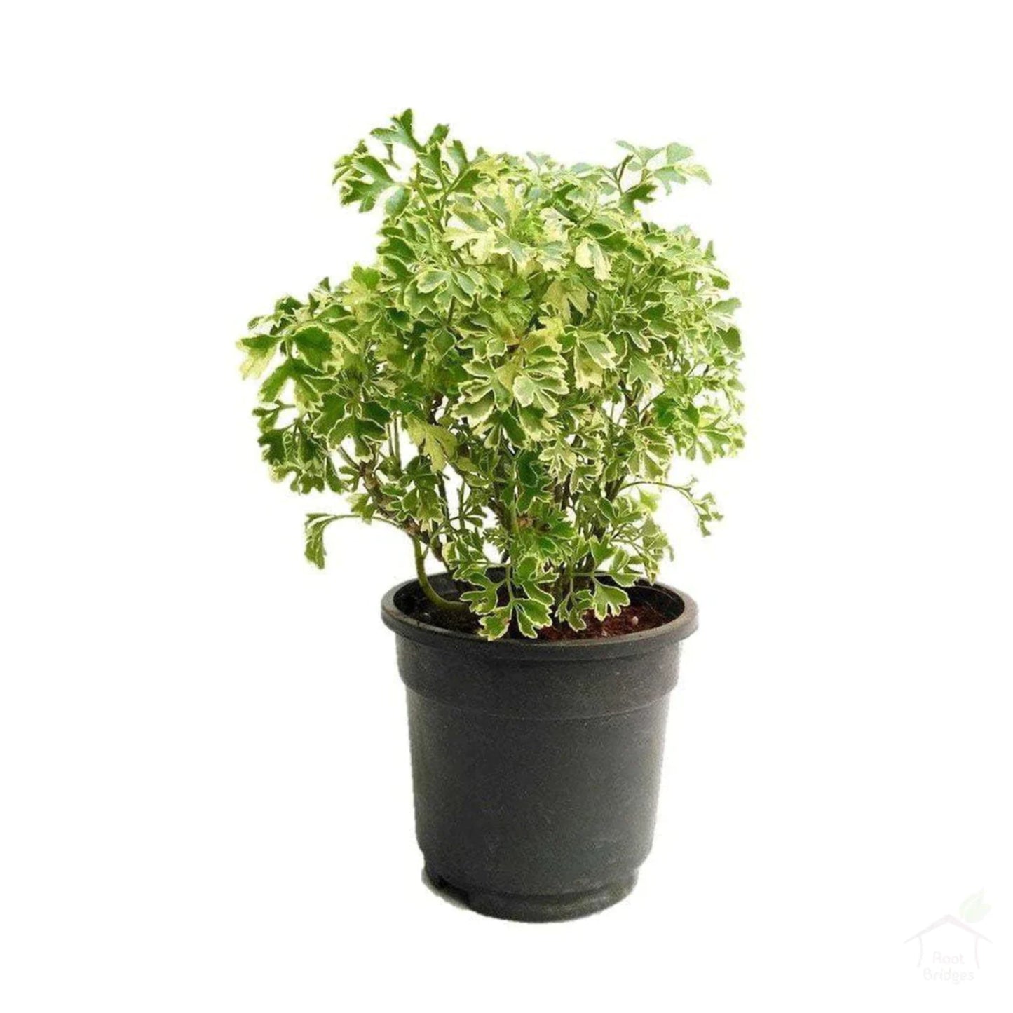 All indoor plants (Aralia Variegated)