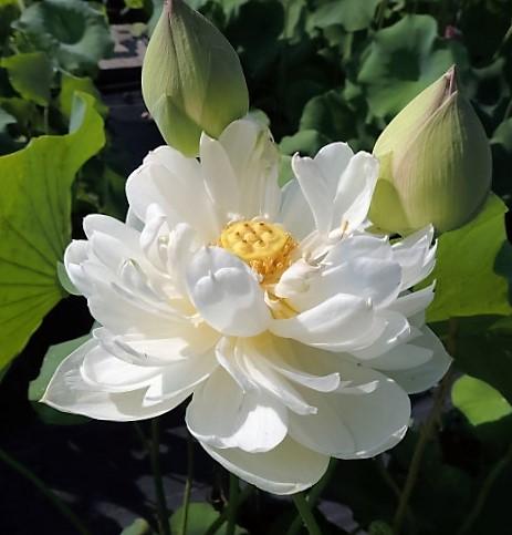 Snow White Lotus ( code 03 )