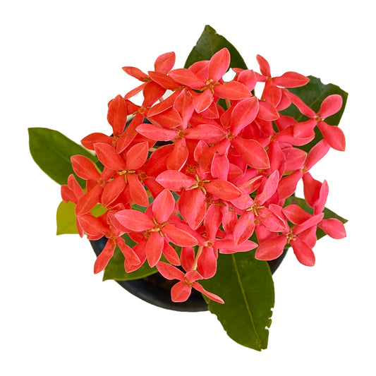 Ixora Pink