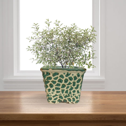 Ceramic Square Light Green Colour Pot Home, Indoor Décor & Gifting