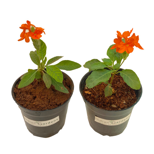 Lakshmi and Delhi Kanakambaram