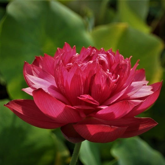 Drop Blood Lotus ( code 31 )