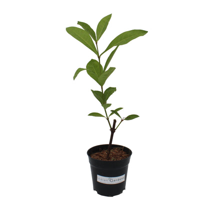 Gandhraj Plant with 4 inch Pot