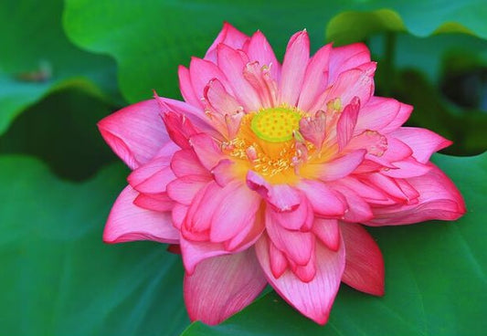 Hong Youg Lotus ( code 04 )