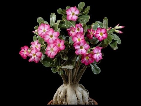 Adenium Arabicum Seedlings (Live Plant)- Set of 3 Plants
