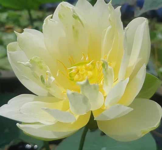 Little Green Lotus  ( code 19 )