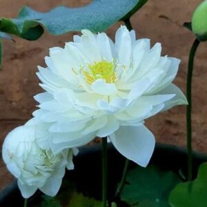 Peony Fairy Lotus ( code 8 )