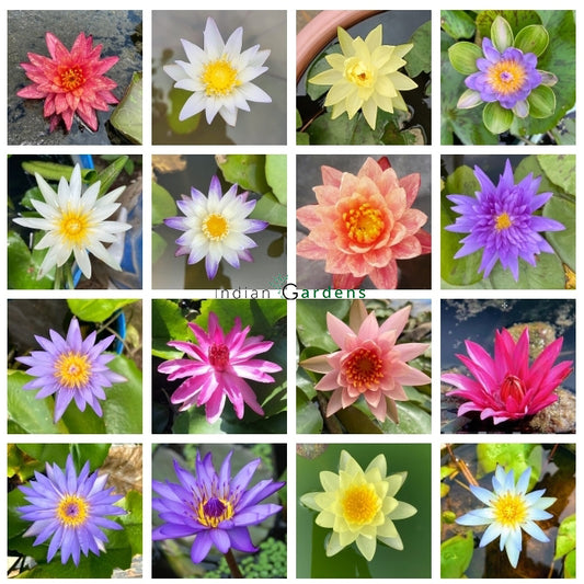 Waterlily live plant (Set of 10) All Different Colour