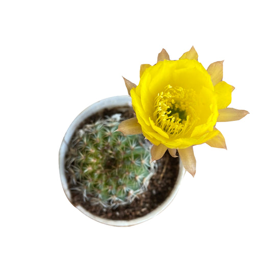 Rebutia yellow Cactus