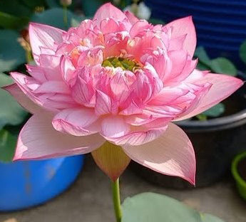 Vasuki Lotus ( code 50 )