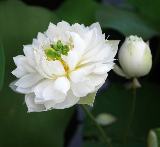 White Maldives Lotus ( code 29)