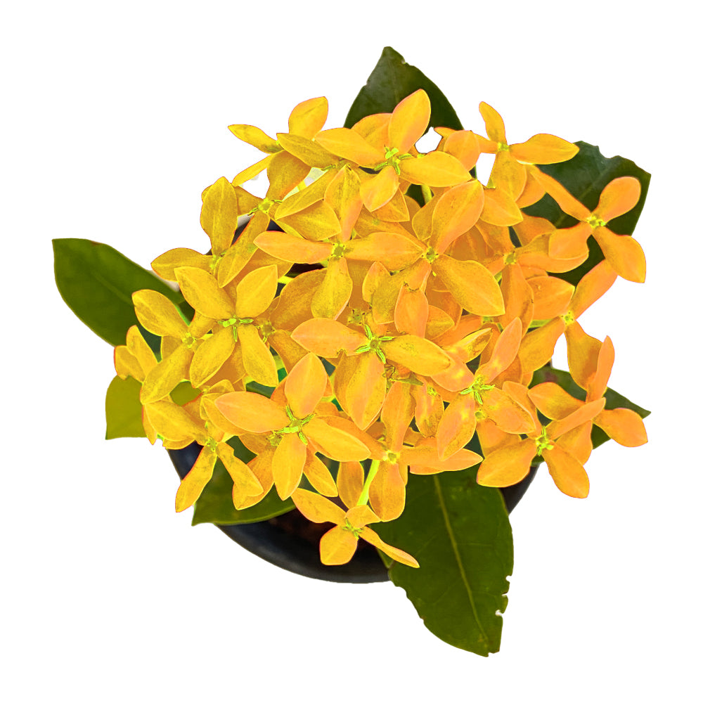 Ixora Yellow